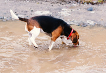 A caccia con il medico: leptospirosi, le insidie dell’acqua Leptospirosi: beagle beve in una pozza d'acqua