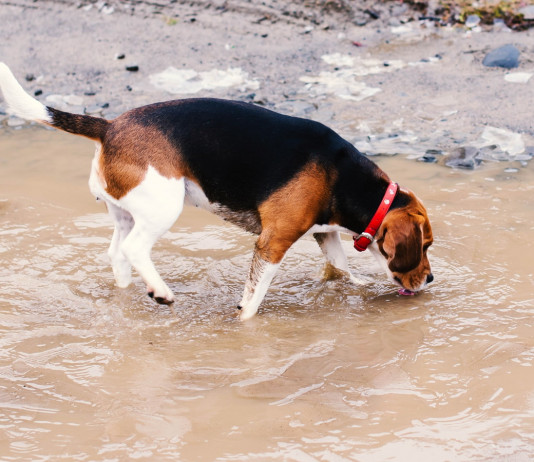A caccia con il medico: leptospirosi, le insidie dell’acqua Leptospirosi: beagle beve in una pozza d'acqua