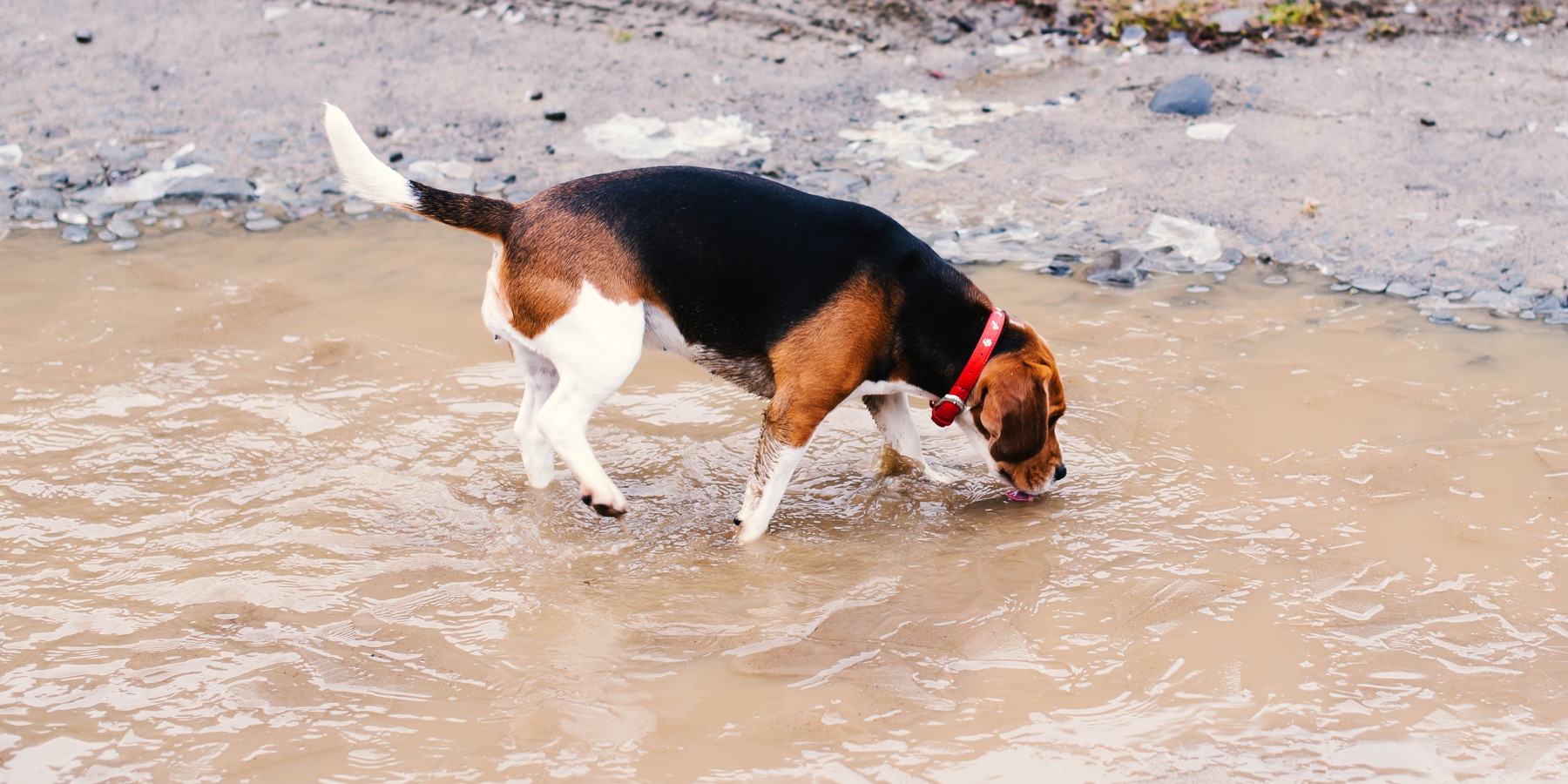 Leptospirosi: beagle beve in una pozza d'acqua