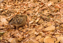 Posticipata la chiusura della caccia alla beccaccia e al tordo in Puglia Posticipata la chiusura della caccia alla beccaccia e al tordo in Puglia: beccaccia tra le foglie autunnali