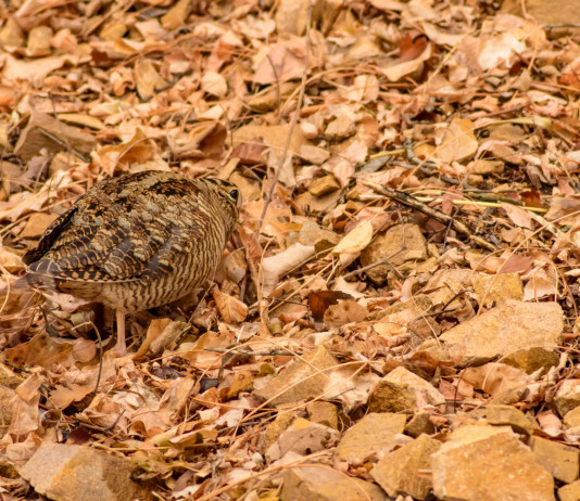 Posticipata la chiusura della caccia alla beccaccia e al tordo in Puglia Posticipata la chiusura della caccia alla beccaccia e al tordo in Puglia: beccaccia tra le foglie autunnali