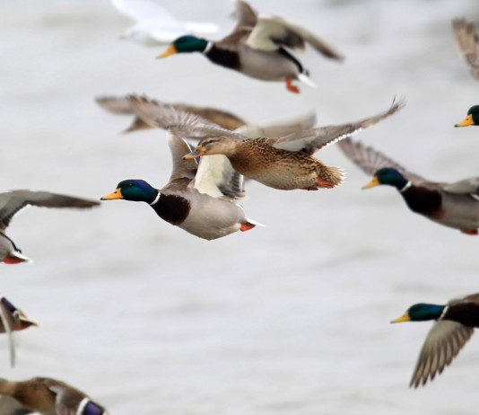 Posticipata la data di chiusura della caccia agli acquatici in Veneto Posticipata la data di chiusura della caccia agli acquatici in Veneto: germani reali in volo