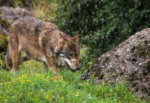 Predazione dei cani, verso un nuovo piano lupo Predazione dei cani, verso un nuovo piano lupo: lupo in ambiente naturale alpino