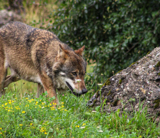 Predazione dei cani, verso un nuovo piano lupo Predazione dei cani, verso un nuovo piano lupo: lupo in ambiente naturale alpino