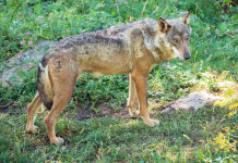Predazione del lupo sui cani: a conti fatti predazione del lupo sui cani: lupo nel parco nazionale d'Abruzzo