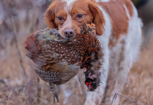 Privatizzazione della caccia, confronto Arcicaccia-Libera Caccia Privatizzazione della caccia, confronto Arcicaccia-Libera Caccia: epagneul breton con fagiano