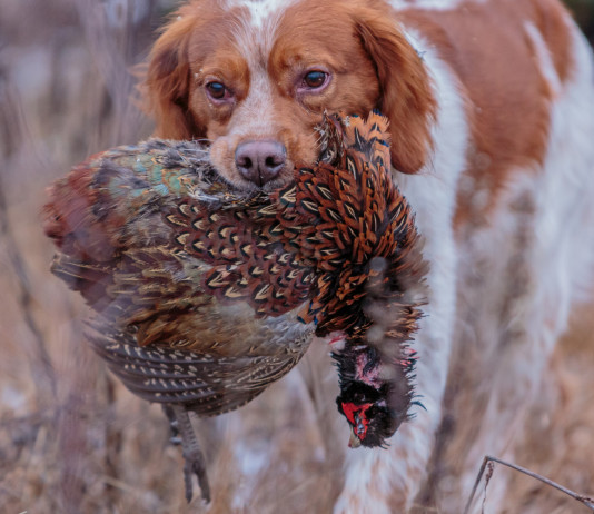 Privatizzazione della caccia, confronto Arcicaccia-Libera Caccia Privatizzazione della caccia, confronto Arcicaccia-Libera Caccia: epagneul breton con fagiano