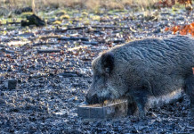 Quante province italiane colpite dalla peste suina africana? Quante province italiane colpite dalla peste suina africana? cinghiale con mangiatoia
