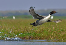 Respinta la richiesta di riaprire la caccia agli acquatici in Veneto Respinta la richiesta di riaprire la caccia agli acquatici in Veneto: codone (Anas acuta, Northern pintail)