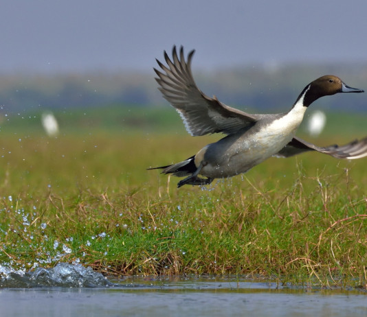 Respinta la richiesta di riaprire la caccia agli acquatici in Veneto Respinta la richiesta di riaprire la caccia agli acquatici in Veneto: codone (Anas acuta, Northern pintail)