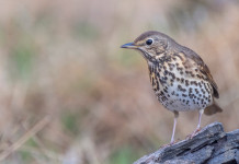 Respinti ricorsi sulla chiusura della caccia al tordo e agli uccelli acquatici in Sardegna Respinti ricorsi sulla chiusura della caccia al tordo e agli uccelli acquatici in Sardegna: tordo bottaccio (turdus philomelos)