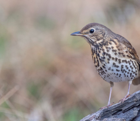Respinti ricorsi sulla chiusura della caccia al tordo e agli uccelli acquatici in Sardegna Respinti ricorsi sulla chiusura della caccia al tordo e agli uccelli acquatici in Sardegna: tordo bottaccio (turdus philomelos)