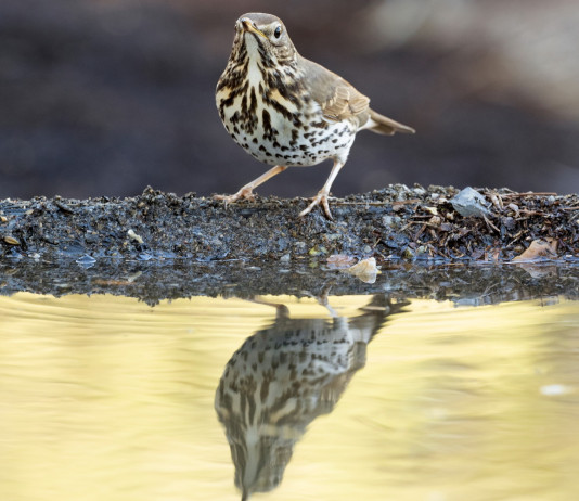 Respinto il ricorso sul calendario venatorio della Basilicata Respinto il ricorso sul calendario venatorio della Basilicata: tordo bottaccio (turdus philomelos) si riflette su specchio d'acqua