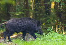 Snack falsamente vegani di contrabbando come vettore della peste suina africana Snack falsamente vegani di contrabbando come vettore della peste suina africana: cinghiale nella foresta
