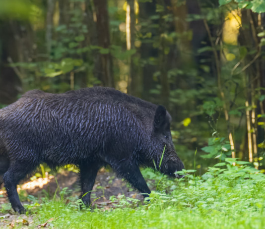 Snack falsamente vegani di contrabbando come vettore della peste suina africana Snack falsamente vegani di contrabbando come vettore della peste suina africana: cinghiale nella foresta
