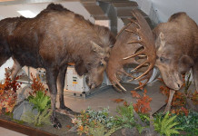 Tassidermia: la fabbrica dei ricordi Tassidermia la fabbrica dei ricordi