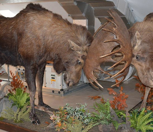 Tassidermia: la fabbrica dei ricordi Tassidermia la fabbrica dei ricordi