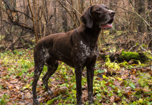 Trofeo Kurzhaar & Scolopax: prima tappa il 2 marzo a Osoppo Trofeo Kurzhaar & Scolopax: prima tappa il 2 marzo a Osoppo