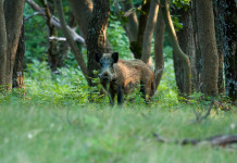 Associazioni venatorie del Lazio contro la giunta, di nuovo Associazioni venatorie del Lazio contro la giunta, di nuovo: cinghiale nel bosco