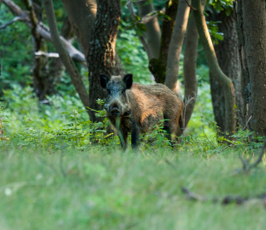 Associazioni venatorie del Lazio contro la giunta, di nuovo Associazioni venatorie del Lazio contro la giunta, di nuovo: cinghiale nel bosco