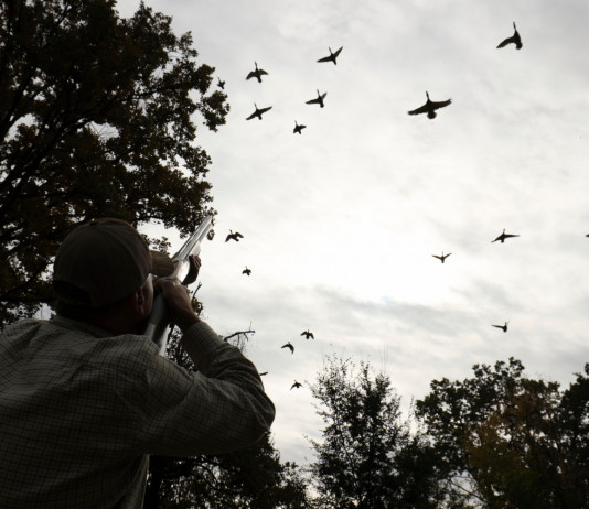 Benelli Advanced Impact: il test a caccia e al tiro a volo Benelli Advanced Impact test a caccia e al tiro a volo