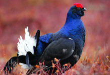 Caccia Magazine marzo 2024 in edicola Caccia Magazine marzo 2024 in edicola (e a Eos Show!) - fagiano di monte