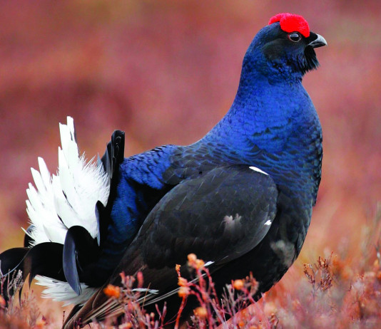 Caccia Magazine marzo 2024 in edicola Caccia Magazine marzo 2024 in edicola (e a Eos Show!) - fagiano di monte