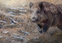 Caccia di selezione al cinghiale: sentenza del Tar su poteri di Atc e Comprensori alpini Caccia di selezione al cinghiale sulle Alpi: la sentenza del Tar