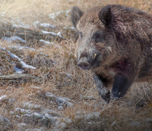 Caccia di selezione al cinghiale: sentenza del Tar su poteri di Atc e Comprensori alpini Caccia di selezione al cinghiale sulle Alpi: la sentenza del Tar