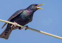 Caccia in deroga: Consiglio di Stato dà torto all’Ispra Caccia in deroga: Consiglio di Stato dà torto all'Ispra - storno (Sturnus vulgaris, storno comune)