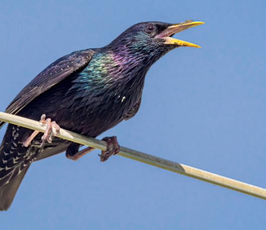 Caccia in deroga: Consiglio di Stato dà torto all’Ispra Caccia in deroga: Consiglio di Stato dà torto all'Ispra - storno (Sturnus vulgaris, storno comune)