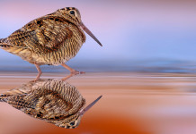 Calendari venatori in tribunale: com’è andata la stagione 2023/2024? Calendari venatori in tribunale: com’è andata la stagione 2023/2024: beccaccia