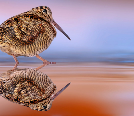 Calendari venatori in tribunale: com’è andata la stagione 2023/2024? Calendari venatori in tribunale: com’è andata la stagione 2023/2024: beccaccia