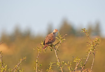 Calendario venatorio della Sicilia: la sentenza del Tar in vista del 2024/2025 Calendario venatorio della Sicilia: la sentenza del Tar in vista della prossima stagione: tortora su arbusto