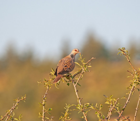 Calendario venatorio della Sicilia: la sentenza del Tar in vista del 2024/2025 Calendario venatorio della Sicilia: la sentenza del Tar in vista della prossima stagione: tortora su arbusto