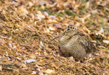 Calendario venatorio delle Marche 2024/2025, Arcicaccia contro Fidc e Libera Caccia Calendario venatorio delle Marche 2024/2025, Arcicaccia contro Fidc e Libera Caccia: beccaccia tra le foglie autunnali