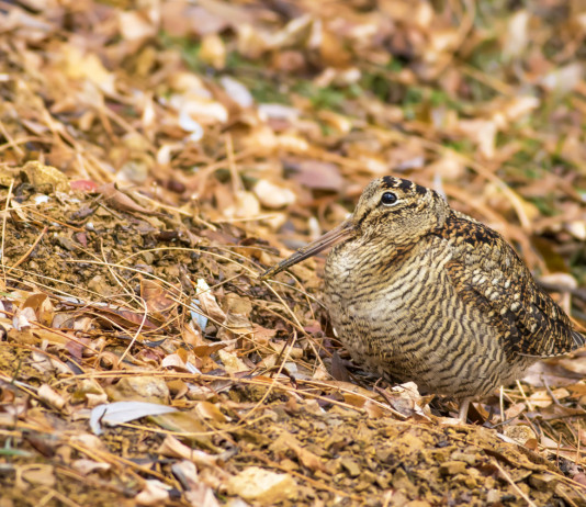Calendario venatorio delle Marche 2024/2025, Arcicaccia contro Fidc e Libera Caccia Calendario venatorio delle Marche 2024/2025, Arcicaccia contro Fidc e Libera Caccia: beccaccia tra le foglie autunnali