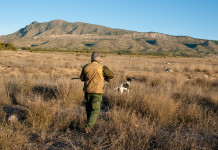 Calendario venatorio delle Marche 2024/2025, quattro associazioni contro l’Arcicaccia Calendario venatorio delle Marche 2024/2025, quattro associazioni contro l’Arcicaccia - cacciatore con cane