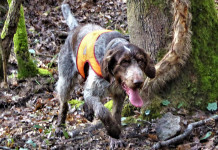 Cani da ferma: a caccia senza tecnologia Cani da ferma a caccia senza tecnologia