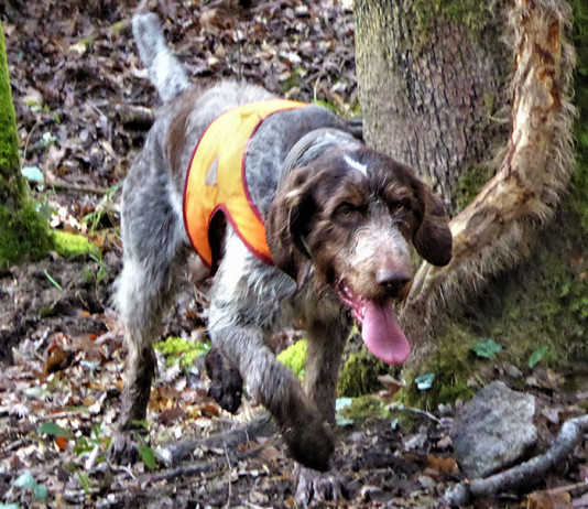 Cani da ferma: a caccia senza tecnologia Cani da ferma a caccia senza tecnologia