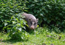 Controllo del cinghiale: per il Tar niente braccata Controllo del cinghiale nelle Marche: la sentenza del Tar