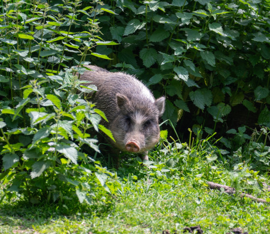 Controllo del cinghiale: per il Tar niente braccata Controllo del cinghiale nelle Marche: la sentenza del Tar