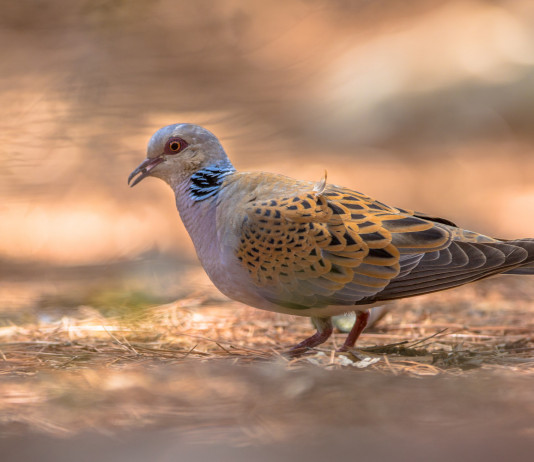 Danni della caccia alla conservazione degli uccelli, Federcaccia replica a Lipu Danni della caccia alla conservazione degli uccelli, Fidc replica a Lipu: tortora