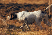 Dogs: origine ed evoluzione del comportamento del cane Dogs: origine ed evoluzione del comportamento del cane: pointer