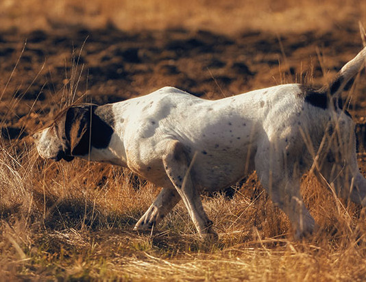 Dogs: origine ed evoluzione del comportamento del cane Dogs: origine ed evoluzione del comportamento del cane: pointer