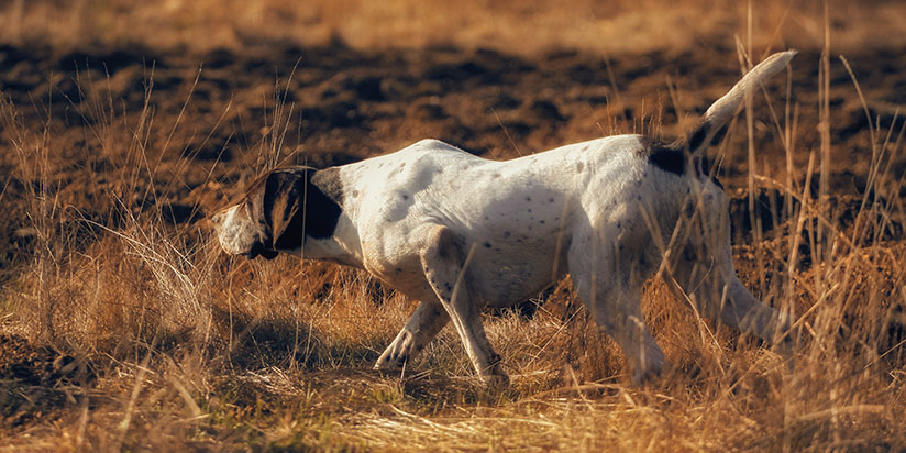 Dogs: origine ed evoluzione del comportamento del cane: pointer