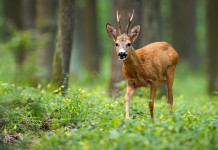 Entro la fine dell’anno il nuovo piano faunistico-venatorio della Toscana Entro la fine dell’anno il nuovo piano faunistico-venatorio della Toscana: capriolo nel bosco