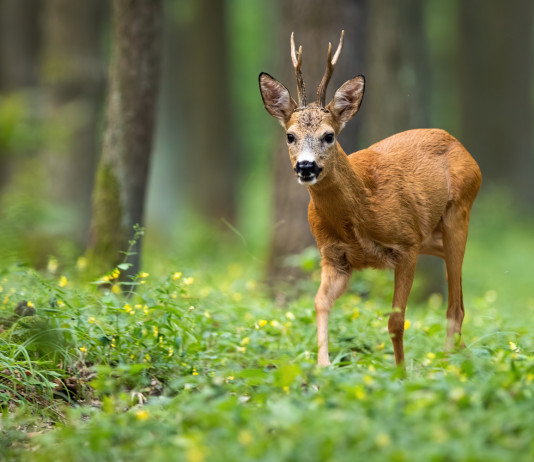 Entro la fine dell’anno il nuovo piano faunistico-venatorio della Toscana Entro la fine dell’anno il nuovo piano faunistico-venatorio della Toscana: capriolo nel bosco
