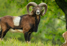 Eradicazione del muflone dal Giglio, la decisione del Tar Eradicazione del muflone dal Giglio, la sentenza del Tar