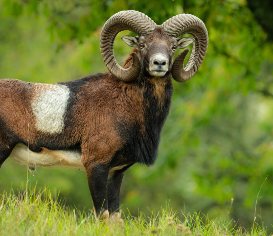 Eradicazione del muflone dal Giglio, la decisione del Tar Eradicazione del muflone dal Giglio, la sentenza del Tar